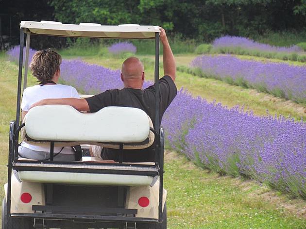 Serenity Lavender Farm Of Robbinsville Opens Tomorrow