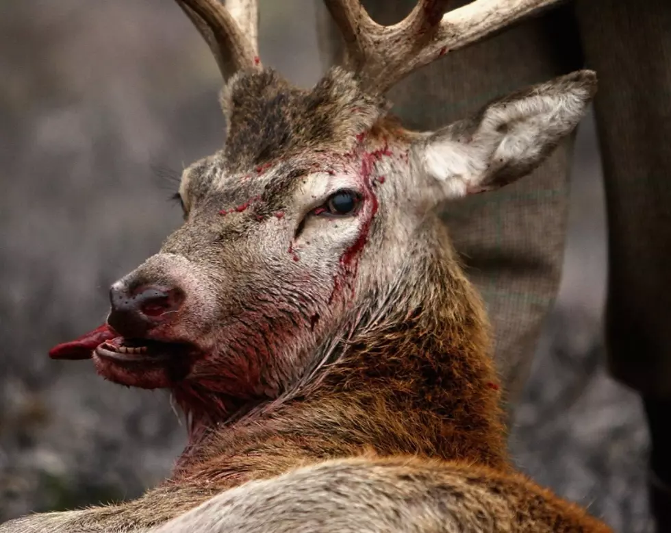 “Zombie Deer Disease” is on the Rise in Pennsylvania
