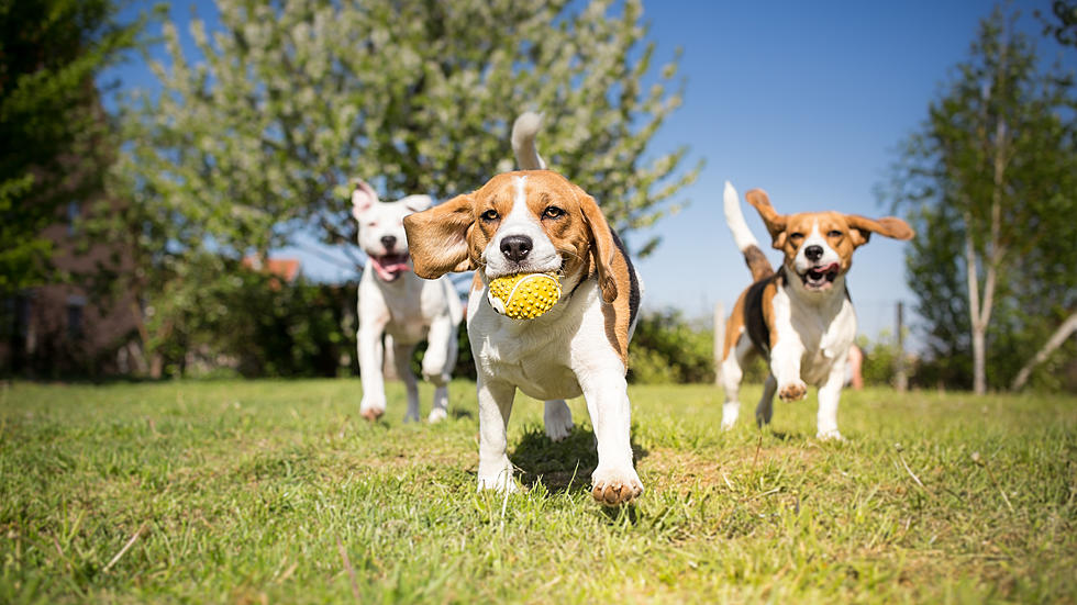 Cherry Hill Dog Park at Croft Farm Is Now Open