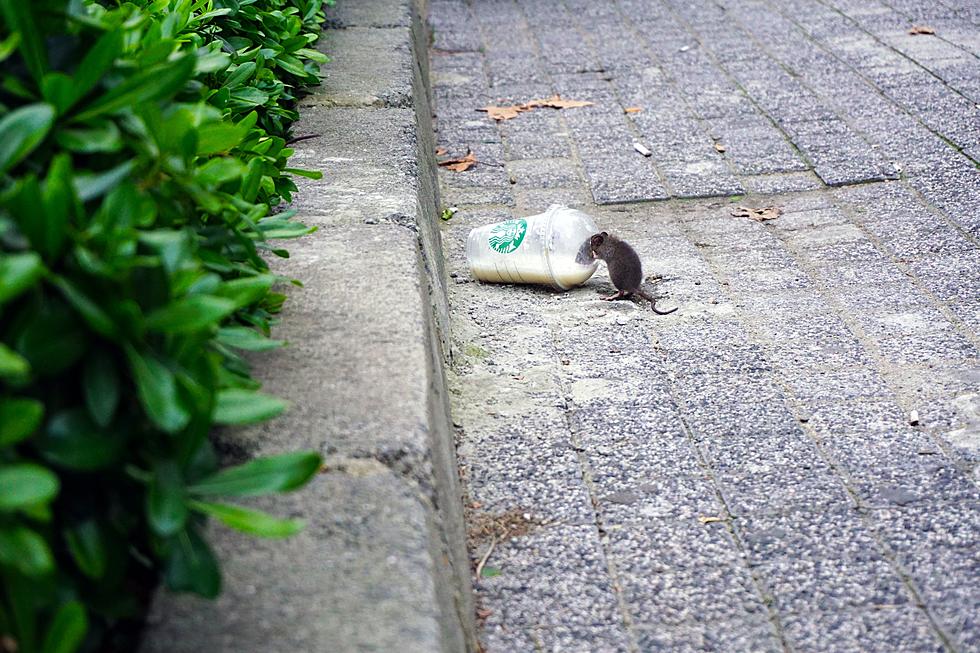 Philadelphia Is One Of The Rattiest Cities In The Whole Country