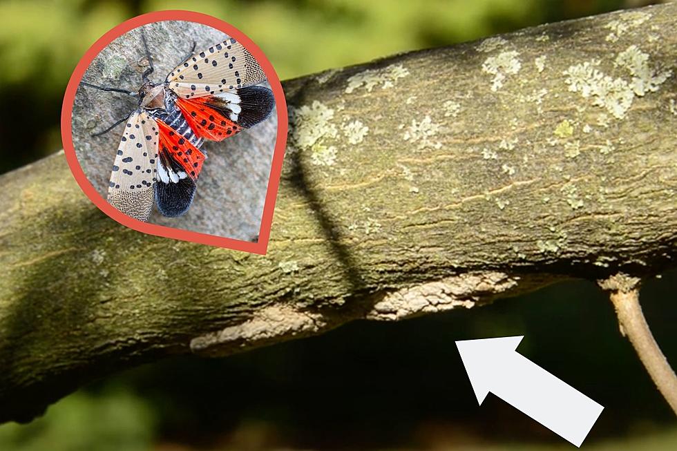 Lanternfly Begone! Here&#8217;s What To Do Before These Pests Return
