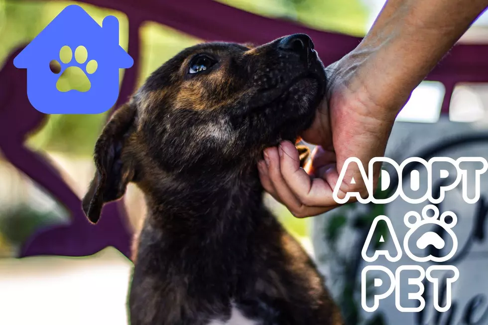Clear The Shelters! This Philadelphia Animal Shelter is FULL And Needs Adopters/Fosters
