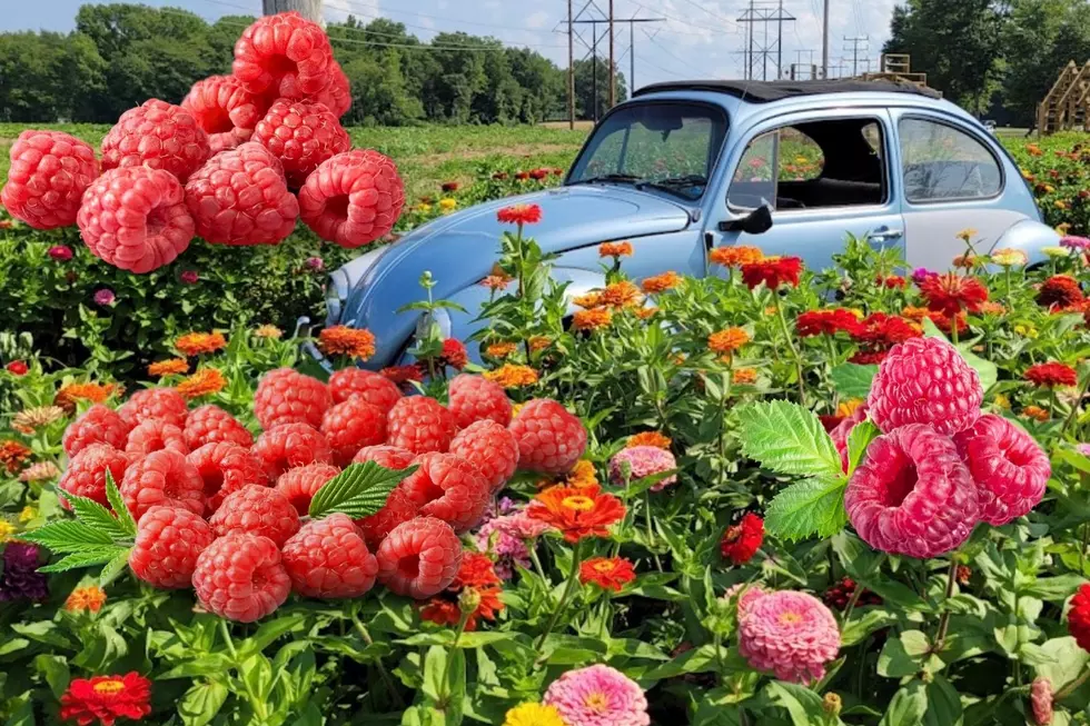 A Pick Your Own Raspberry Event Is Happening All Summer Long At This NJ Farm