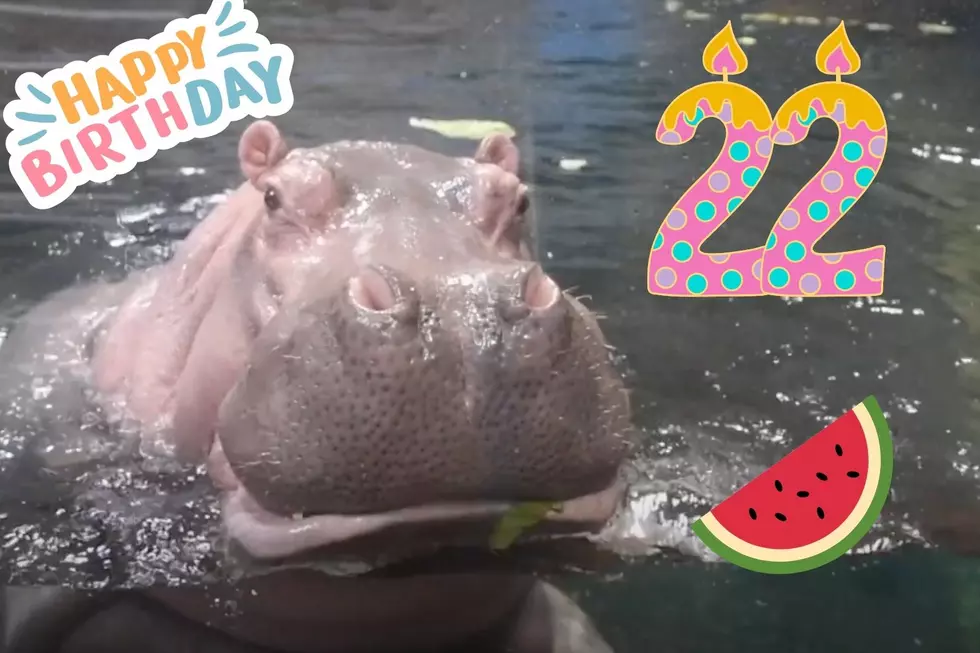 Happy Hippo Birthday! You’re Invited to Genny’s 22nd Birthday Bash at The Adventure Aquarium!