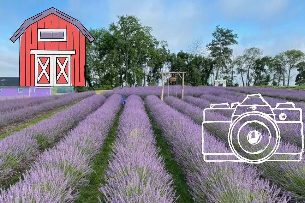 Take A Walk Through The Lavender Garden At Happy Day Farm
