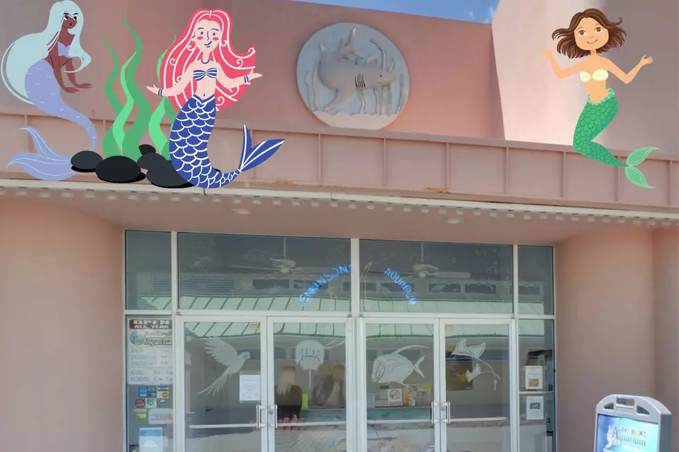 See Real Life Mermaids At Jenkinson’s Aquarium in Point Pleasant, NJ