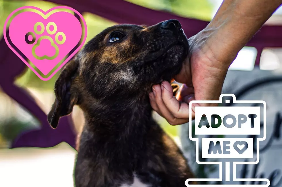 HELP! ACCT Philly Animal Shelter is At Capacity. Tough Decisions Might Be Made.