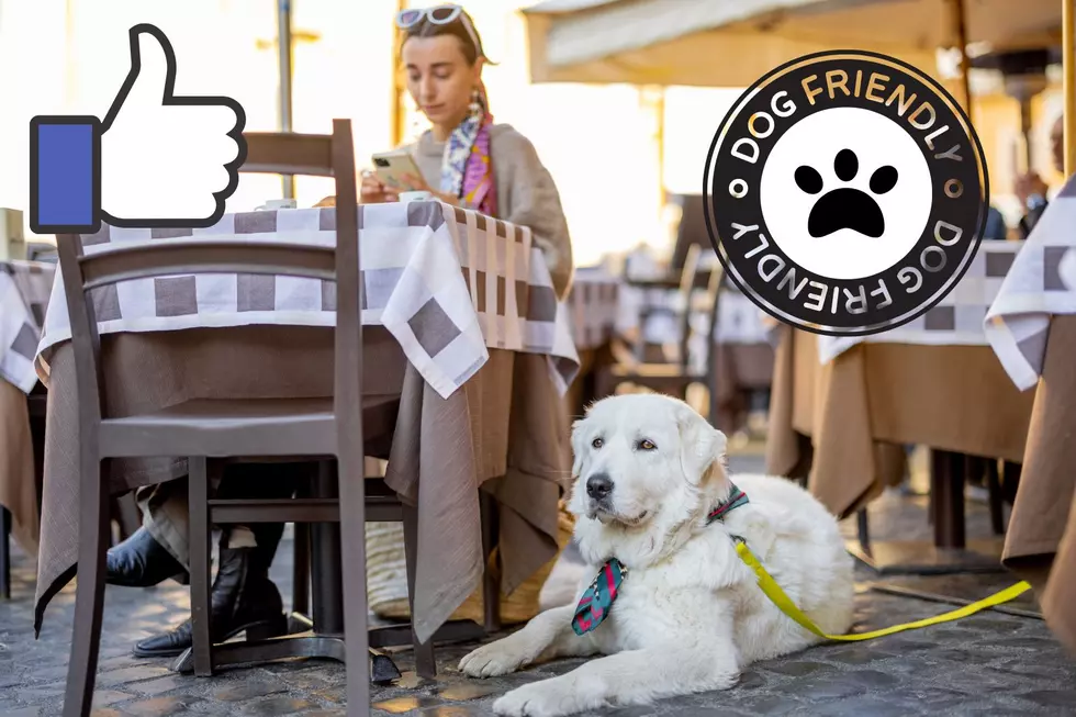 Bring Fido! Here Are 13 Dog-Friendly Restaurants and Bars in Central Jersey