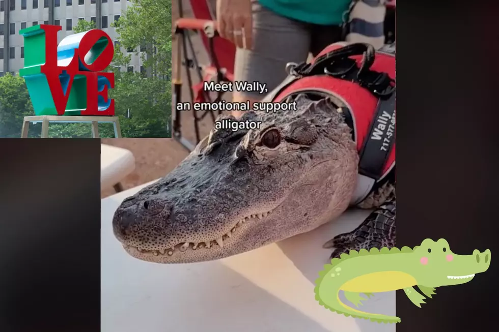 This Famous Emotional Support Gator Took a Splash in LOVE Park (PICTURES)