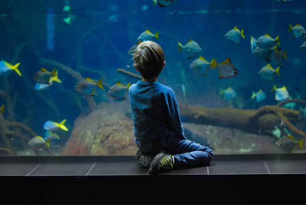 More Inclusive! Adventure Aquarium to Host Sensory-Friendly Night for Autistic Guests Aug 20