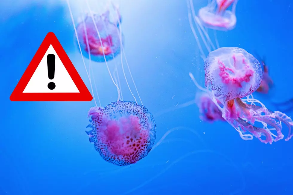 How Worried Should We Be About This Rare Jellyfish Popping Up Along Jersey Shores?