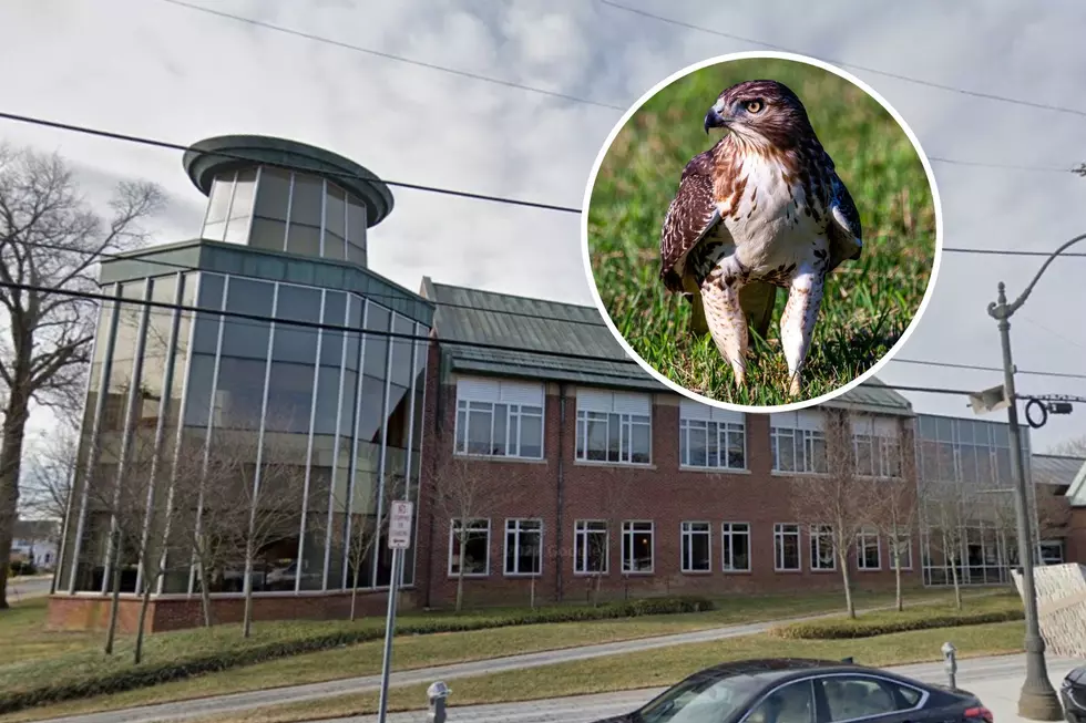 There’s a Large Red-Tailed Hawk Stuck in This Toms River Library – And He’s Chillin’