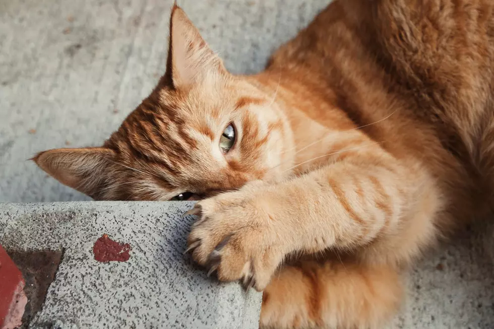 Is It Illegal to Declaw Cats in New Jersey?
