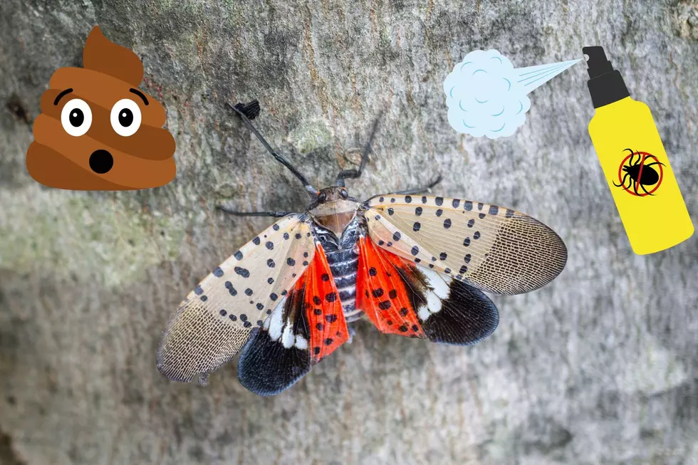 Oh S%*&! We Might Be Able to Kill Spotted Lanternflies…Using Their Own Poop!