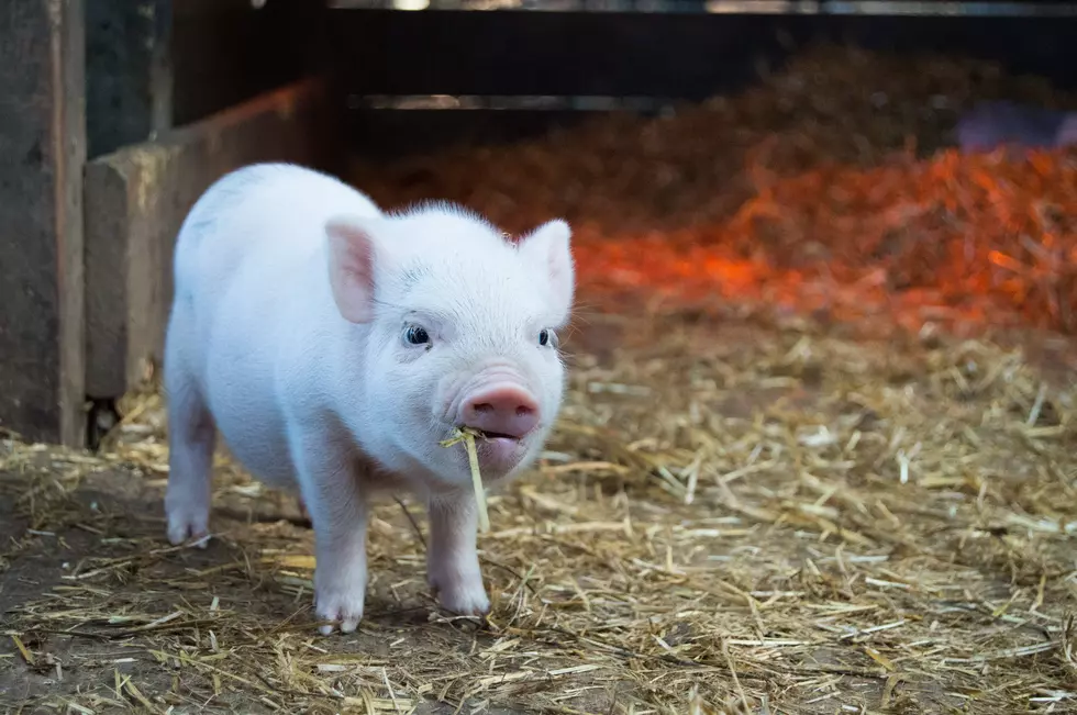 Hey NJ! Grown-Up “Pocket” Pigs Are Running Wild in Delaware. Let’s Not Follow This Trend