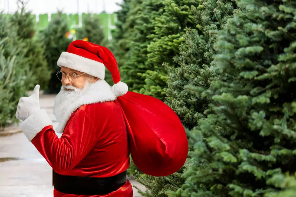 No Christmas Tree Yet? Buy From These Mercer County Tree Farms!