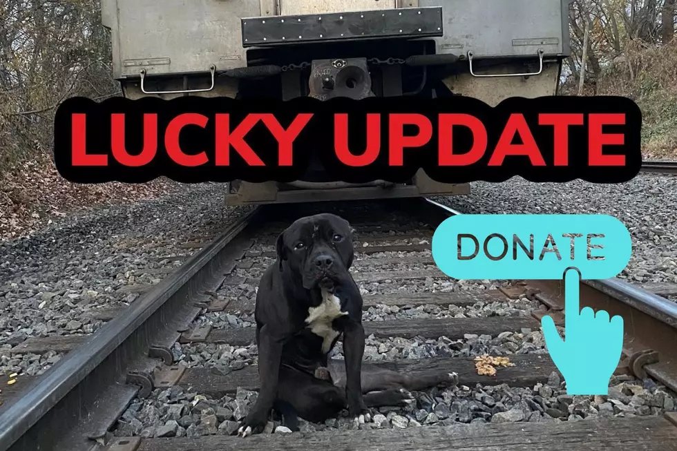 DONATE! Help “Lucky” – Injured Dog Found Abandoned on Philly Train Tracks