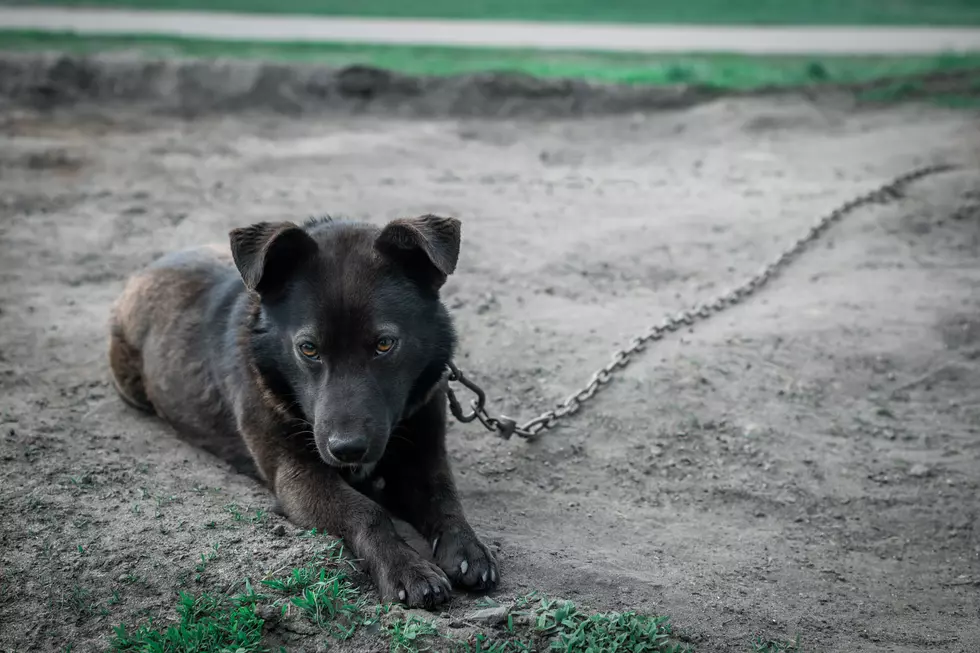A lonely dog with sad eyes. The concept of dog life. Limitations of something