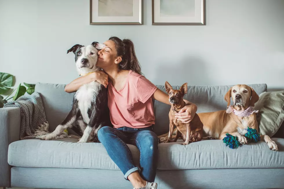 Do NJ Paw-rents Contribute To These Crazy Pet Parent Stats?