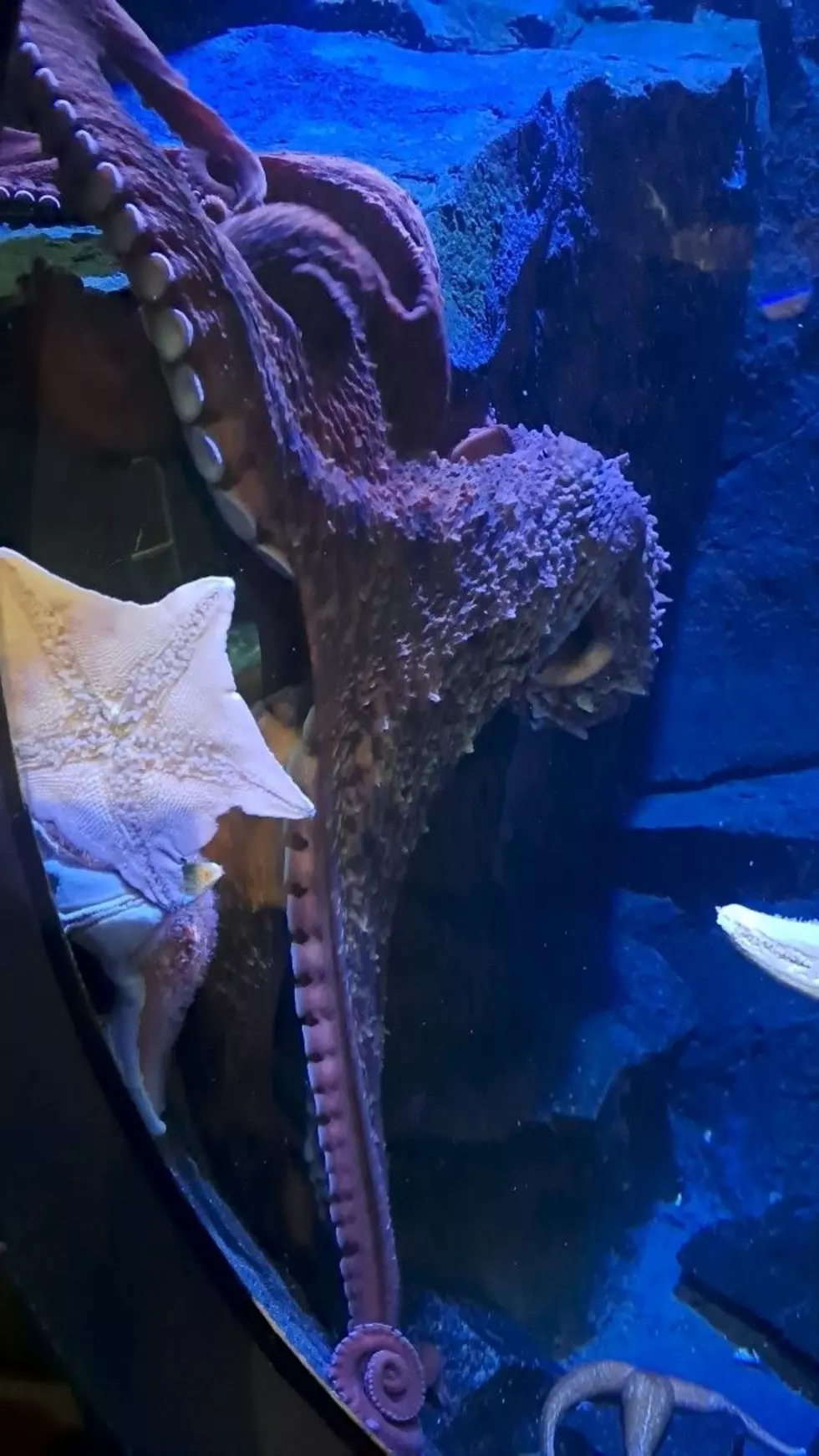 Charlie the Octopus Is New at Adventure Aquarium Camden, NJ