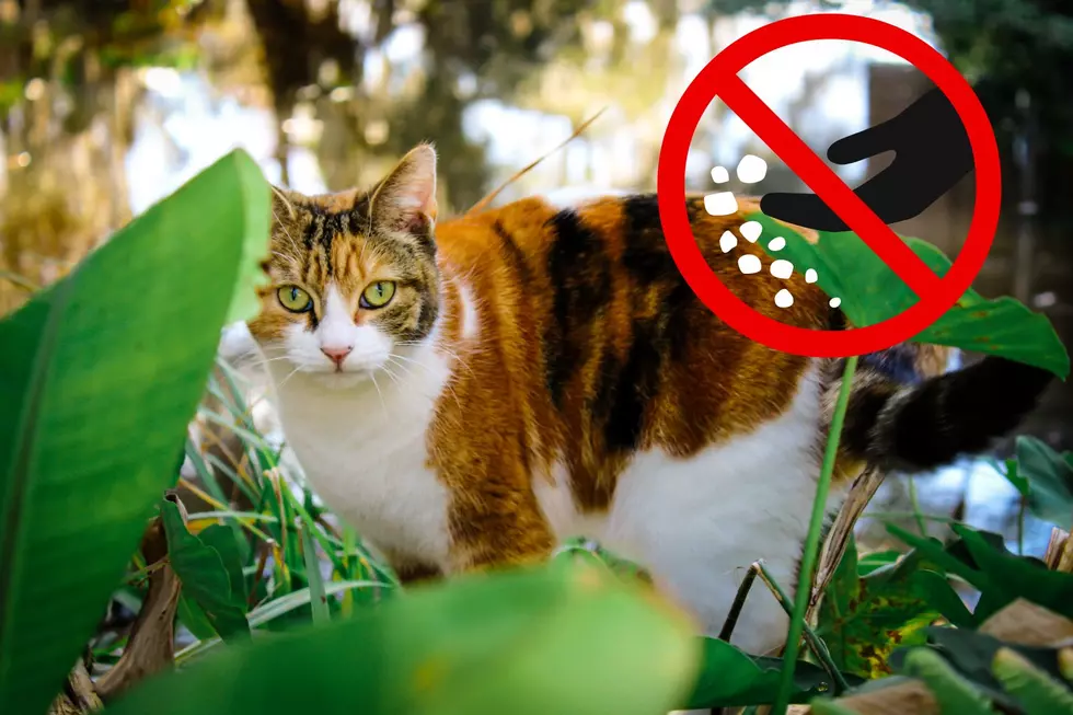 Did You Know? It’s Illegal to Feed Feral Cats in This NJ Township
