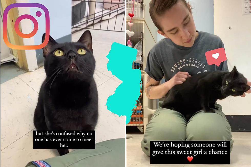 This “Spicy Meatball” NJ Cat Is Finally Getting Her Shot at Adoption After Going Viral!