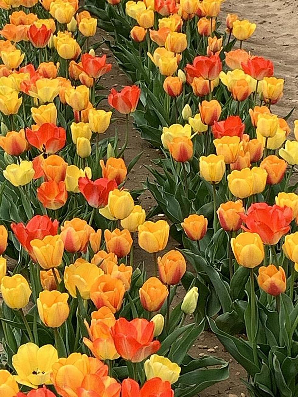 Holland Ridge Farms in Cream Ridge, NJ Opening April 11th for U-Pick Tulips