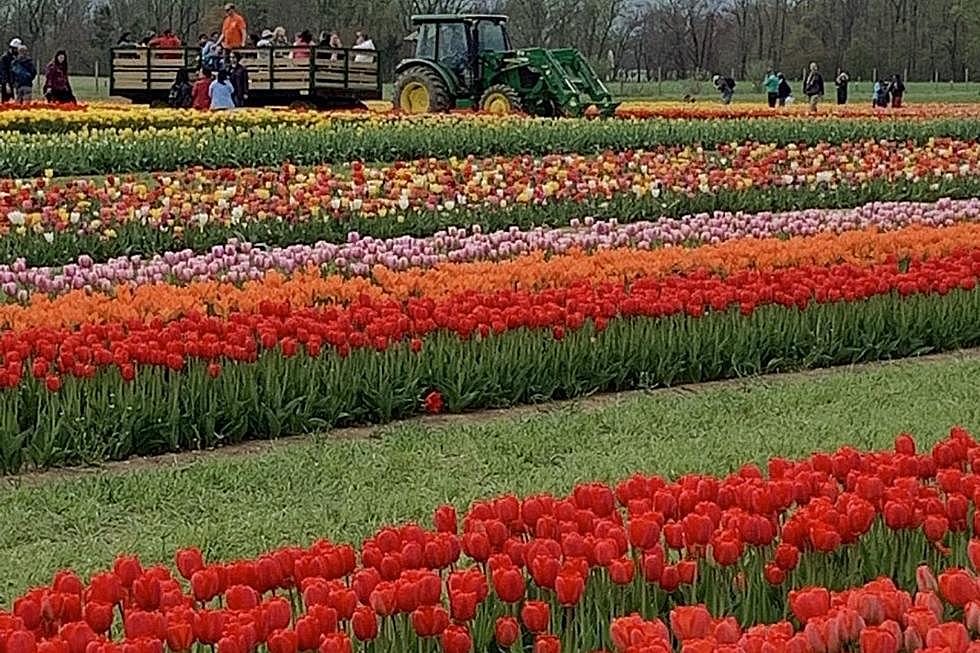 UPDATE: Tulip Season Extended at Holland Ridge Farms in Cream Ridge, NJ