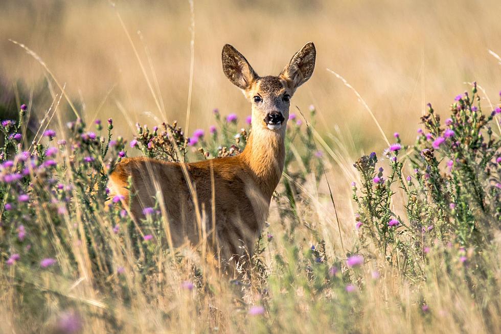 Is It Illegal To Feed Deer In New Jersey?