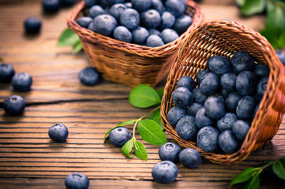 Terhune Orchards’ Blueberry Bash Kicks Off This July