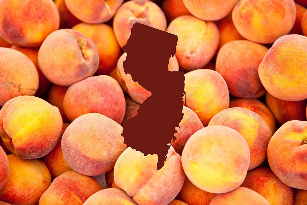 Celebrate Peach Season in NJ At Terhune Orchards in Princeton, NJ