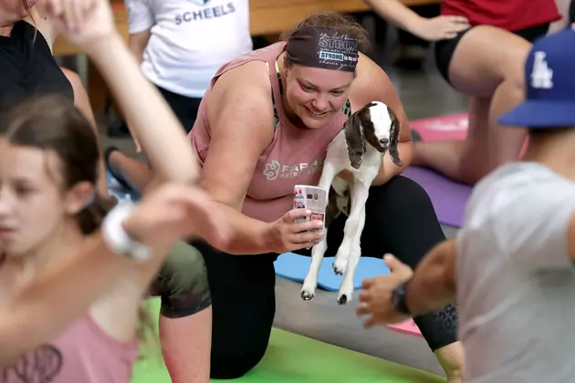 Wine and Goat Yoga at Laurita Winery in New Egypt, NJ