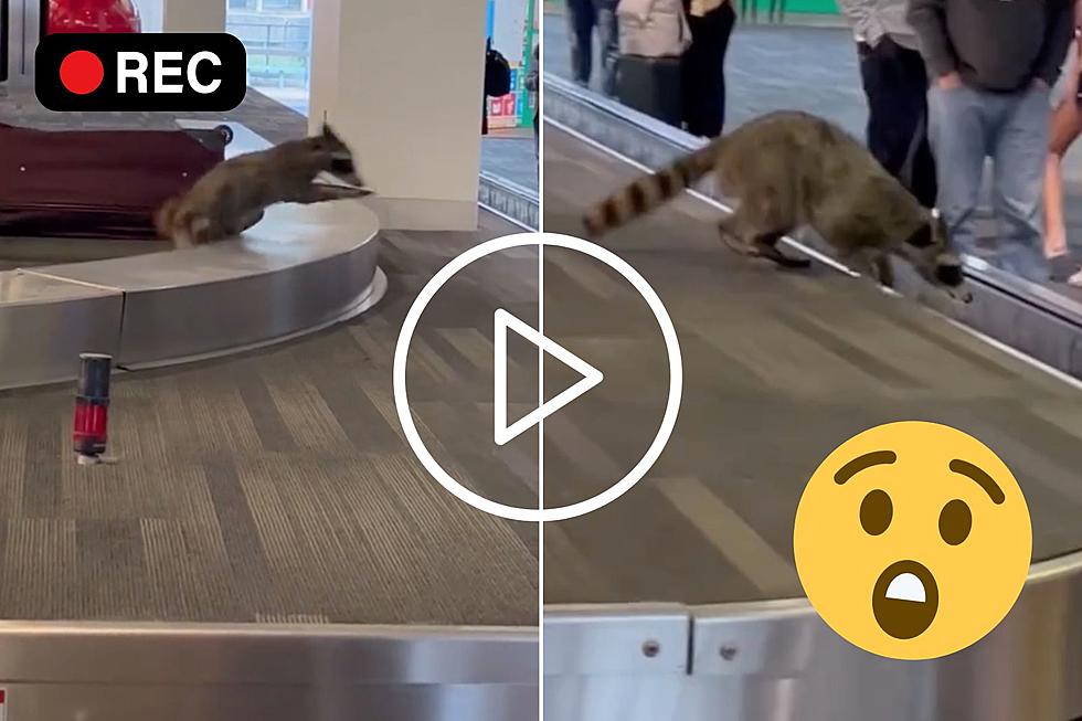 Rampant Raccoon! Watch This Raccoon Shock Travelers at the Philadelphia Airport
