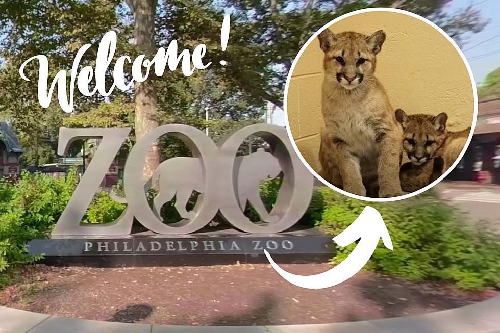 Philadelphia Zoo Welcomes Two Rescued Puma Cubs!