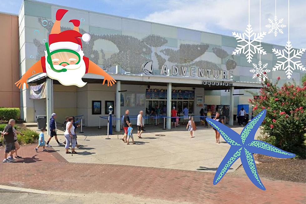 Dive into a “Winter Water-land” at the Adventure Aquarium!