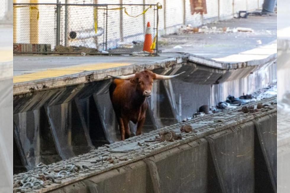 WATCH: Bull on the Loose Runs on Train Tracks in Newark, NJ