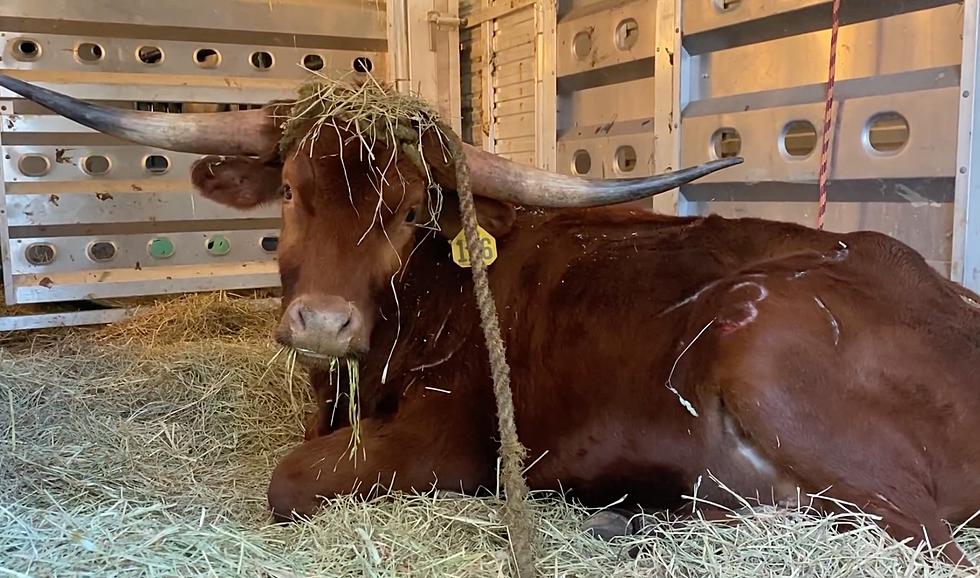 Happy Ending: Bull Caught at Newark Train Station Finds New Home!
