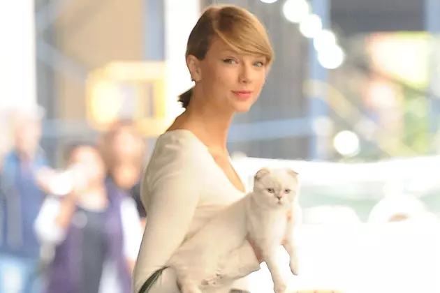 SPCA in PA Wants You to Take the #TaylorSwiftChallenge