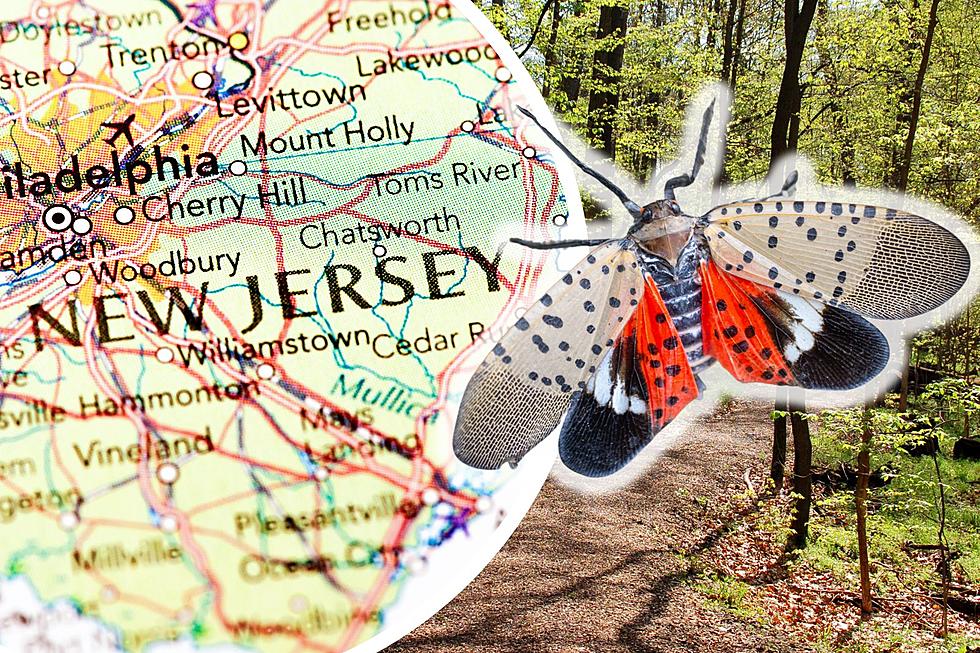 When Will the Spotted Lanternflies Come Back in New Jersey?