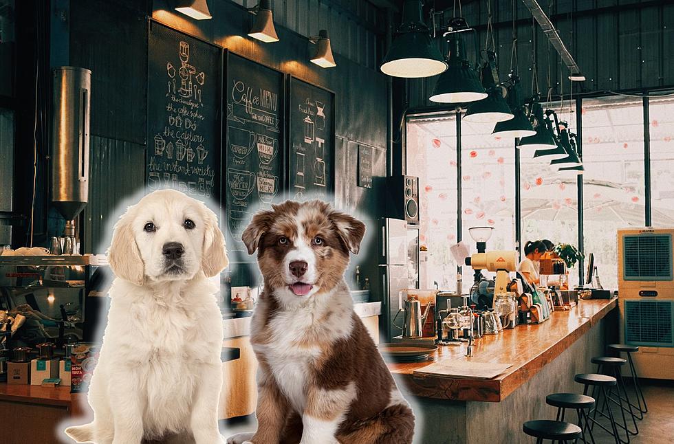 Take Your Pup To This Dog Cafe in New Jersey