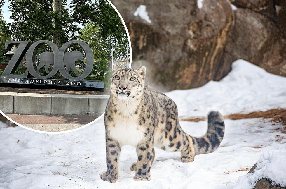 The Philadelphia Zoo Welcomes New Snow Leopard Named Marcy