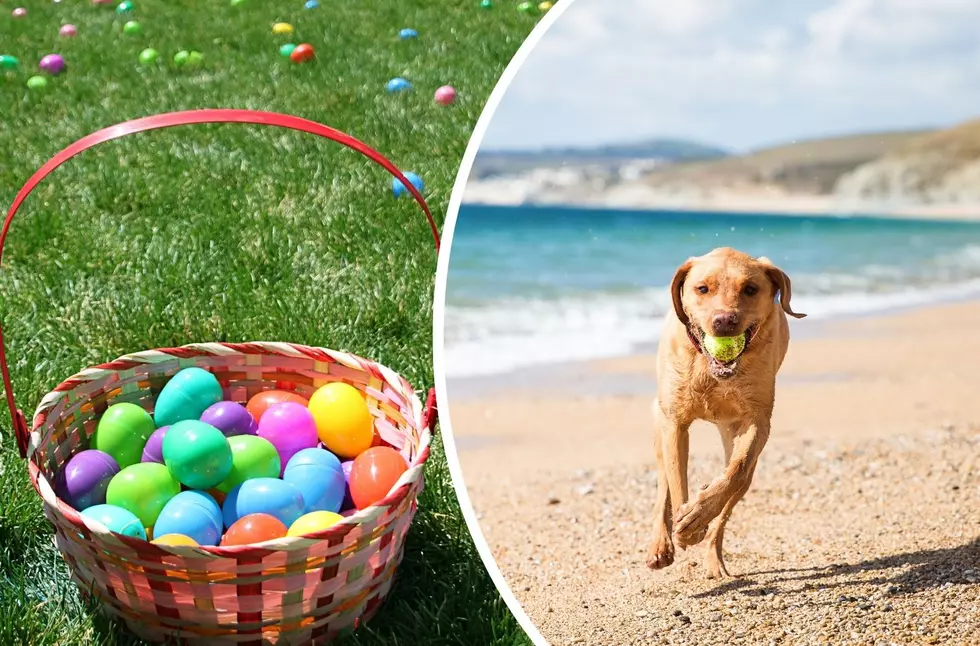 Bring Your NJ Pup To This Doggie Easter Egg Hunt in Long Branch