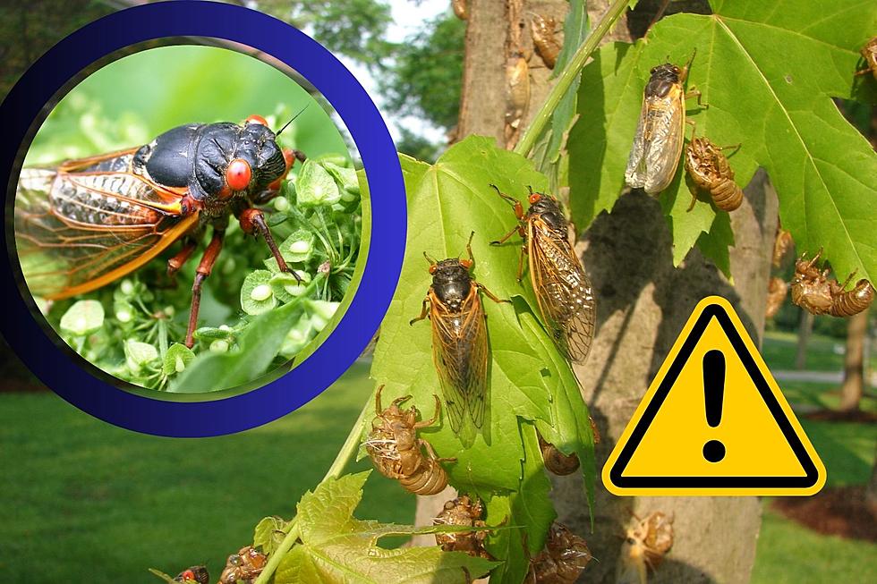 A Rare Cicada ‘Apocalypse’ is Coming! Here’s What it Means for New Jersey