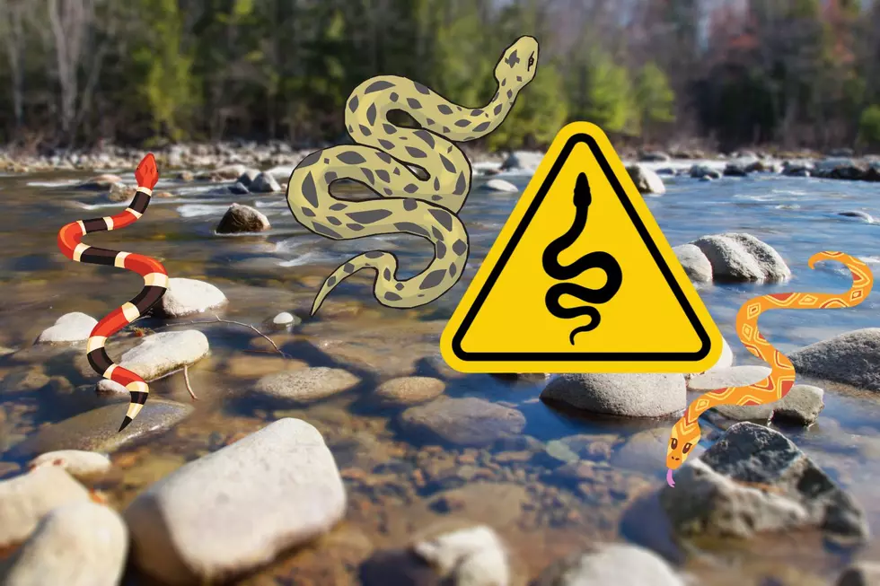 BEWARE: These are the 5 Most Snake Infested Lakes in NJ