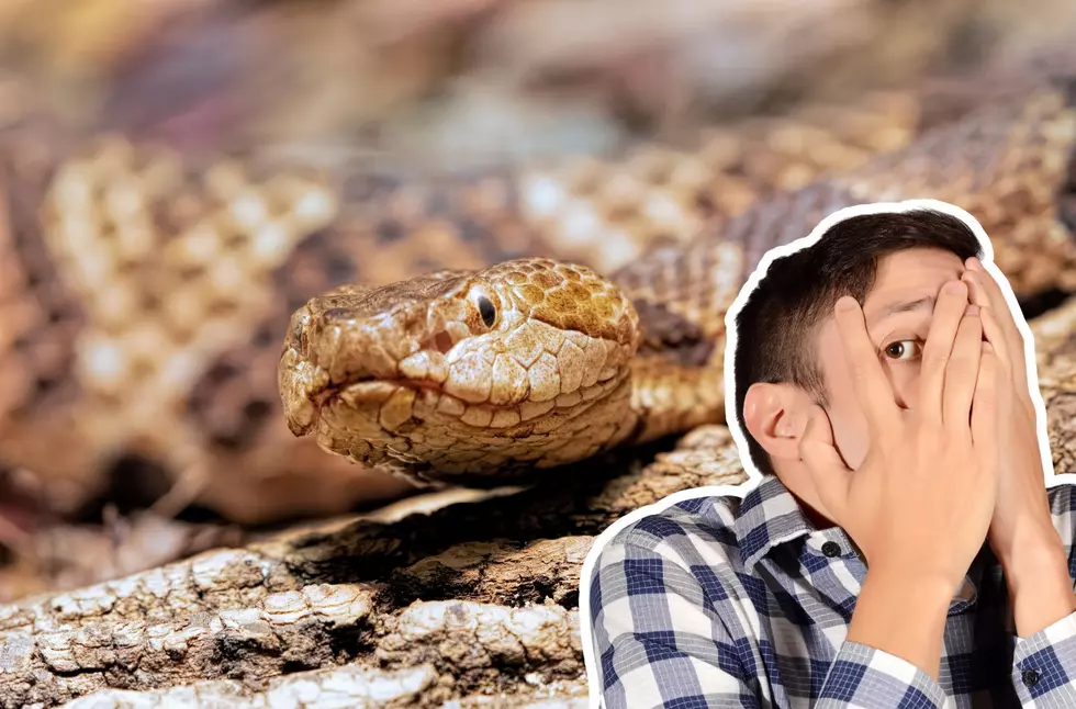 Beware Of This Venomous Snake Slithering Through Pennsylvania