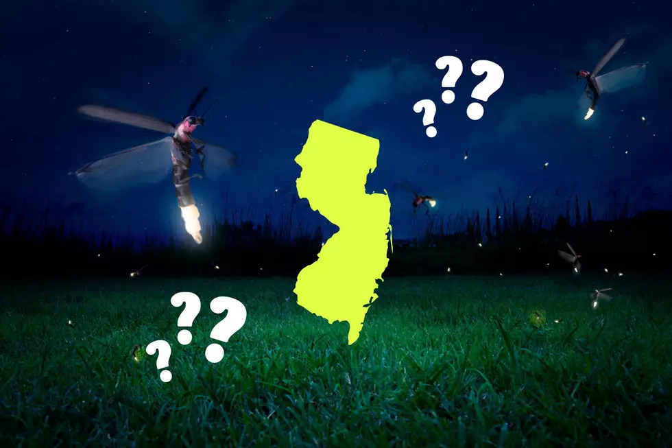 What Happened to All The Fireflies in New Jersey?