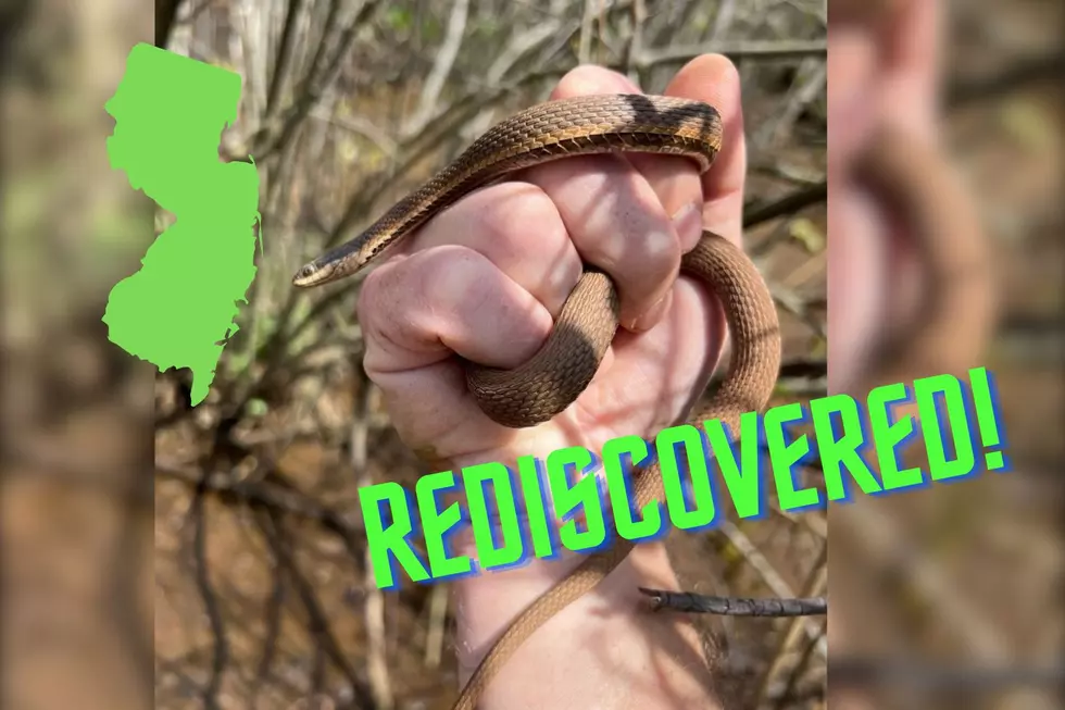 Hey New Jersey! This Skinny Brown Snake is Coming Back After 50 Years &#8211; Don&#8217;t Kill It!