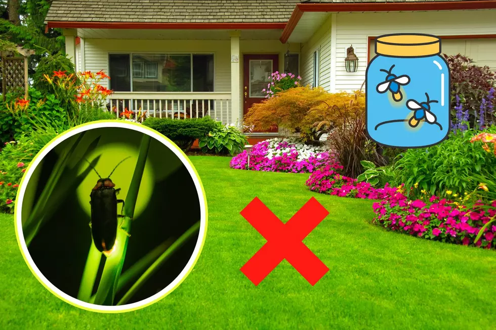 Want to Help Fireflies Bounce Back in New Jersey? DON&#8217;T Do This to Your Lawn!