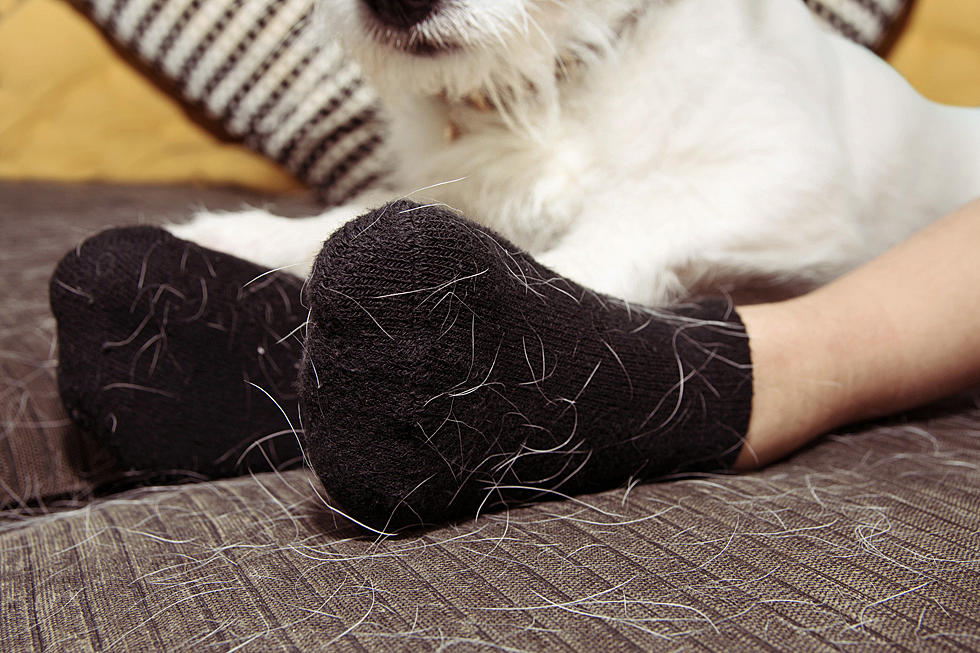 Pulverize Pet Hair With These Must-Have Gadgets
