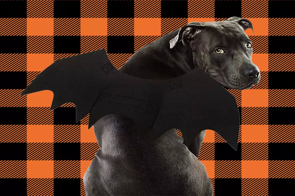Everyone's Falling for These Perfect Howl-O-Ween Pet Costumes